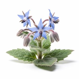 Borage