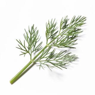 Dill