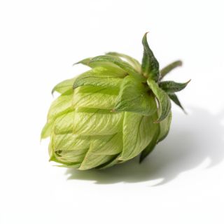 Hops