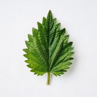 Nettle Leaves