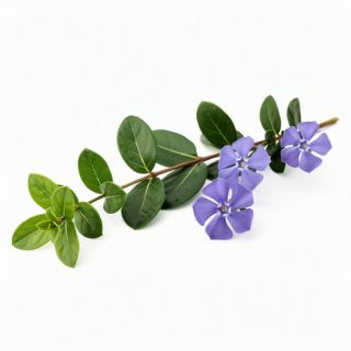 Periwinkle