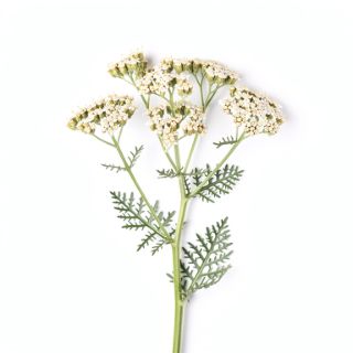Yarrow